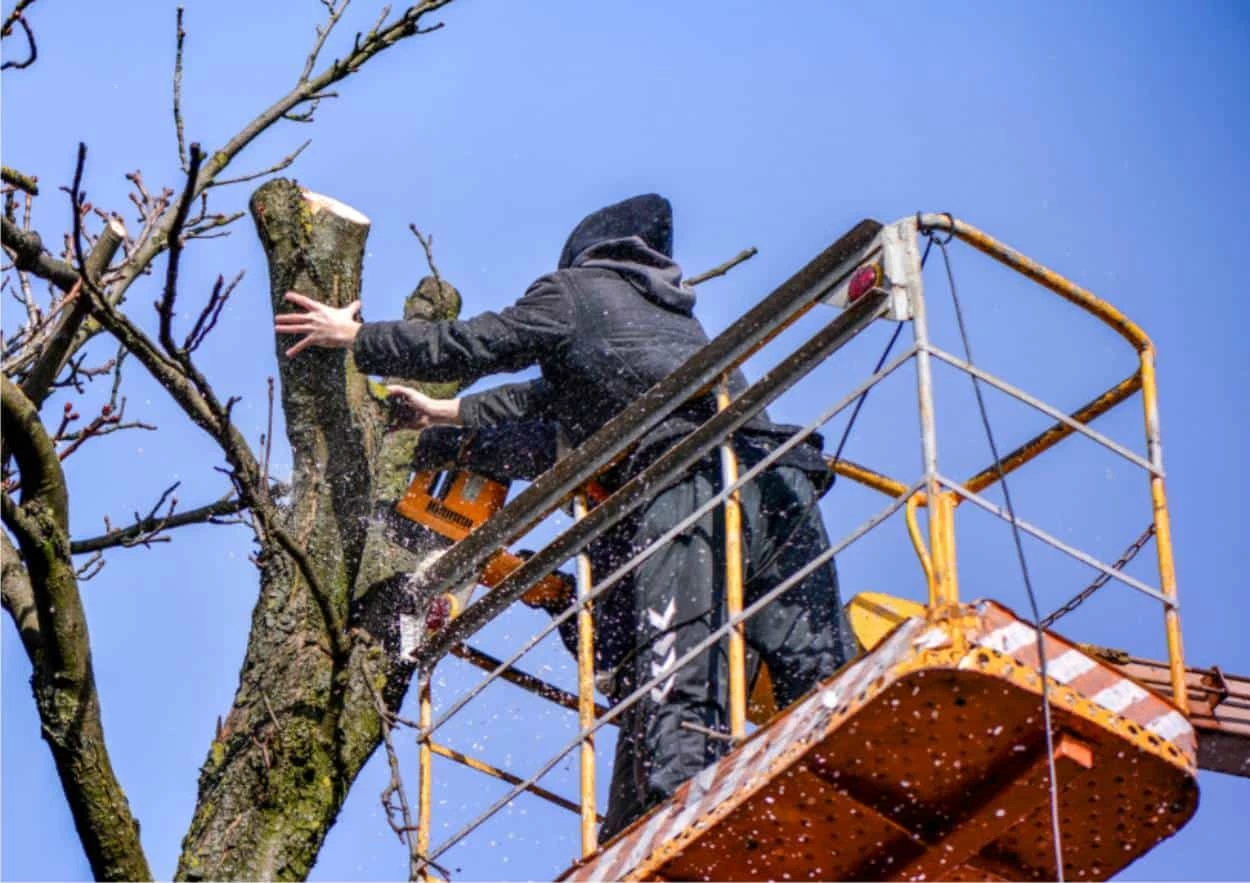 Operaio su piattaforma che capitozza un albero con motosega