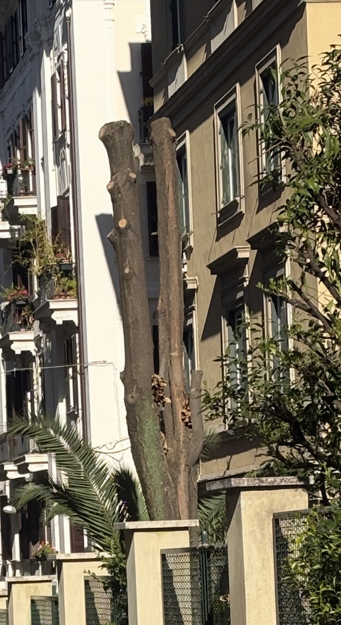 Foto del danno