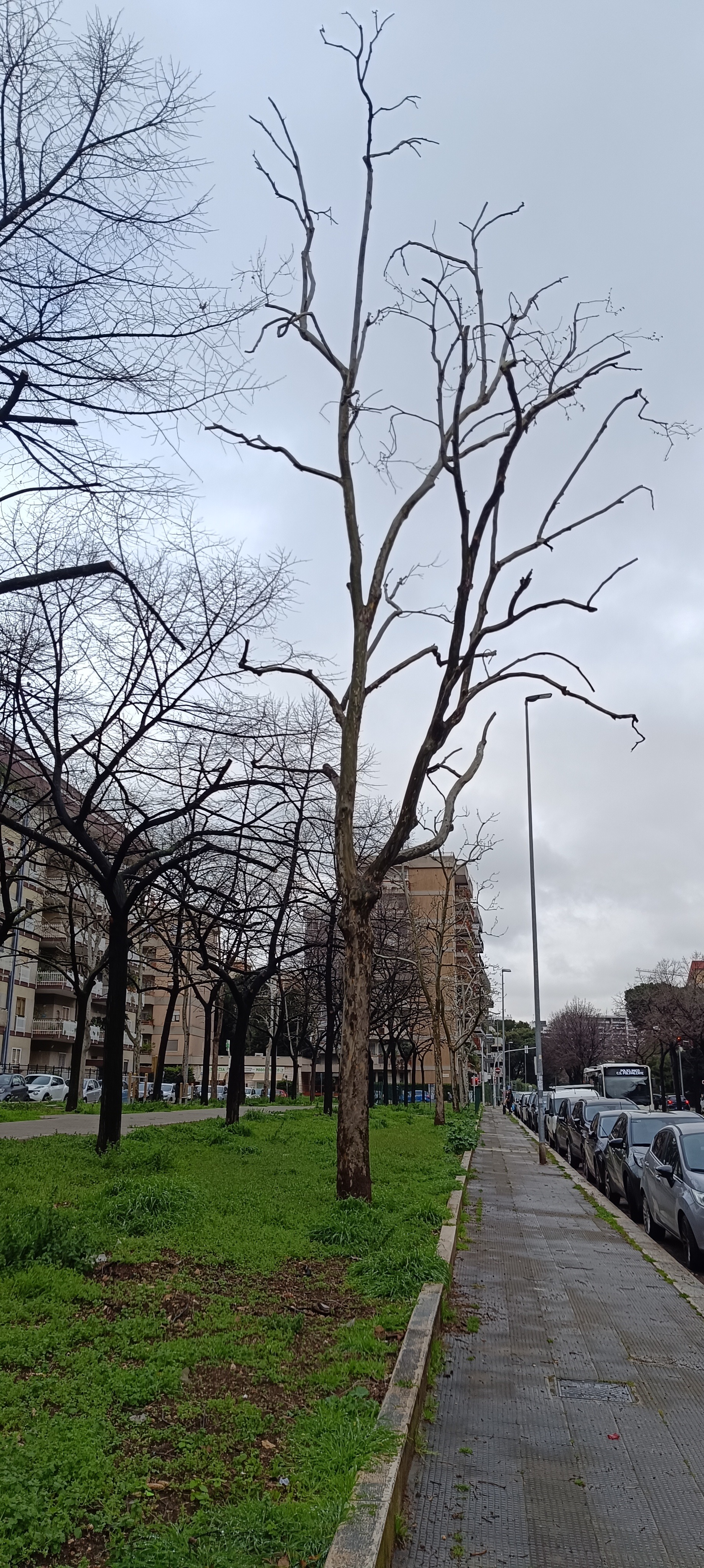 Foto del danno